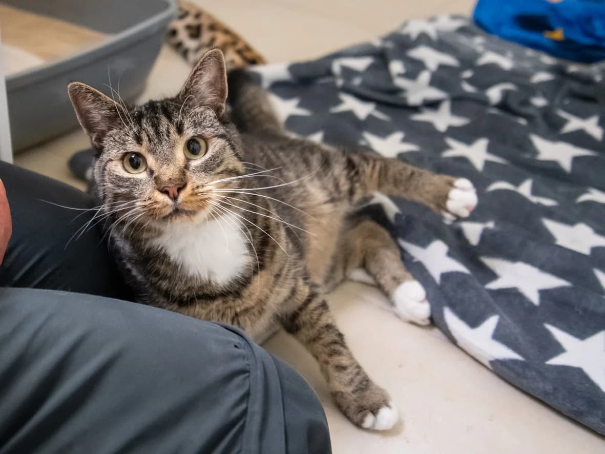 Hering, sand male 4yo mixed breed for adoption at Tierheim Nürnberg, Nuremberg
