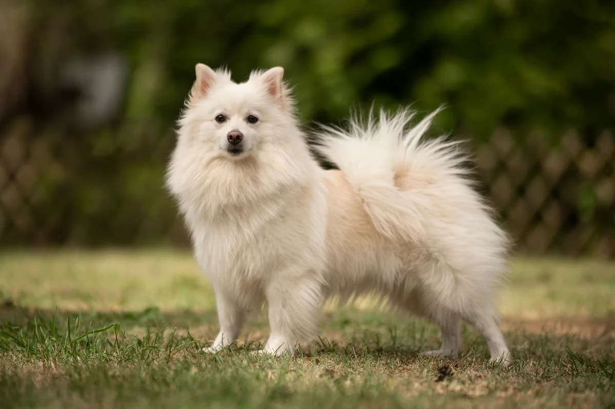 Lou, female 4yo mixed breed for adoption at Tierheim Nürnberg, Nuremberg