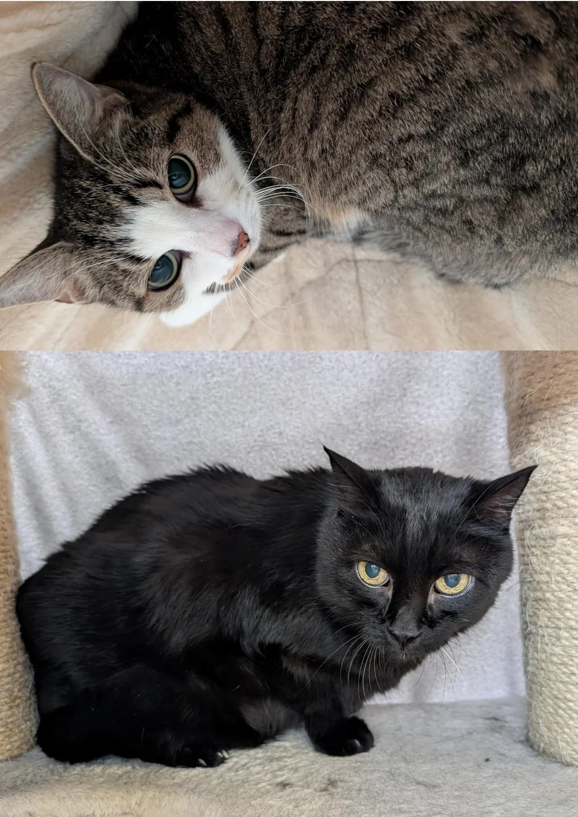 Susi und Franz, female senior mixed breed for adoption at Tierheim Nürnberg, Nuremberg