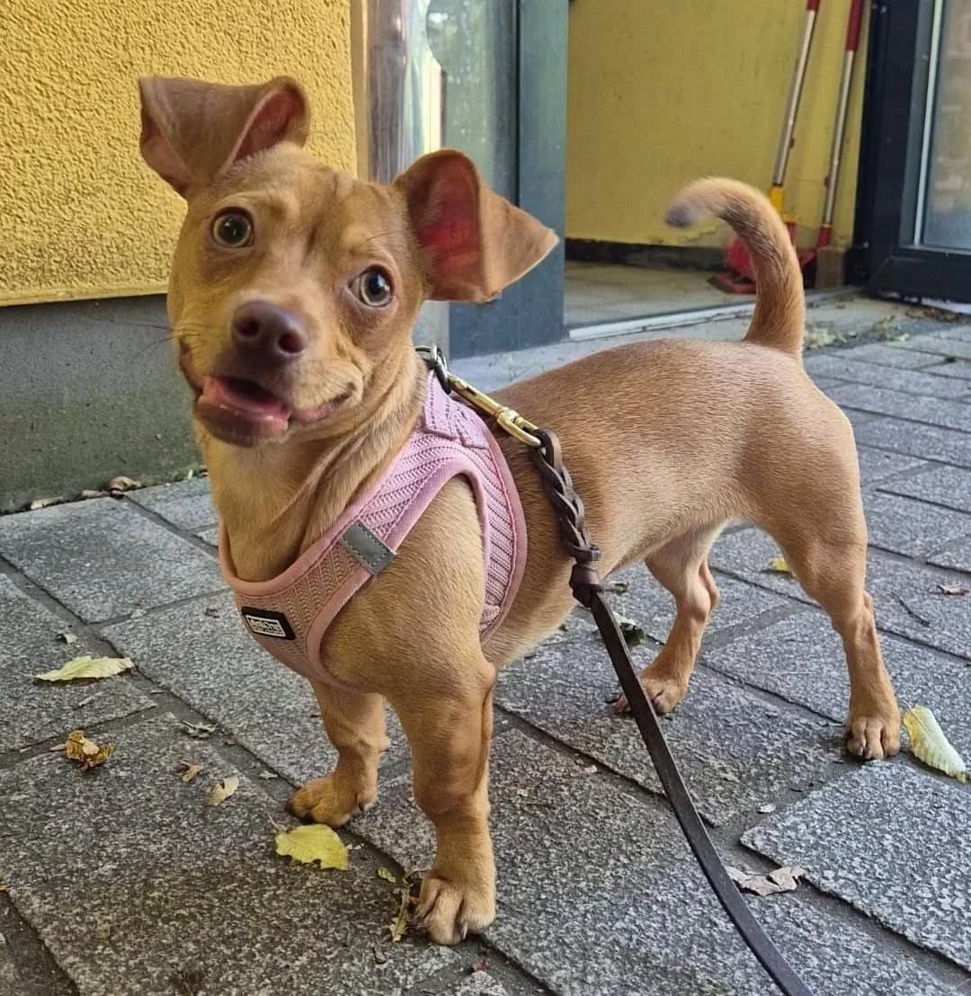 Bella, female puppy Dachshund for adoption at Tierheim Nürnberg, Nuremberg