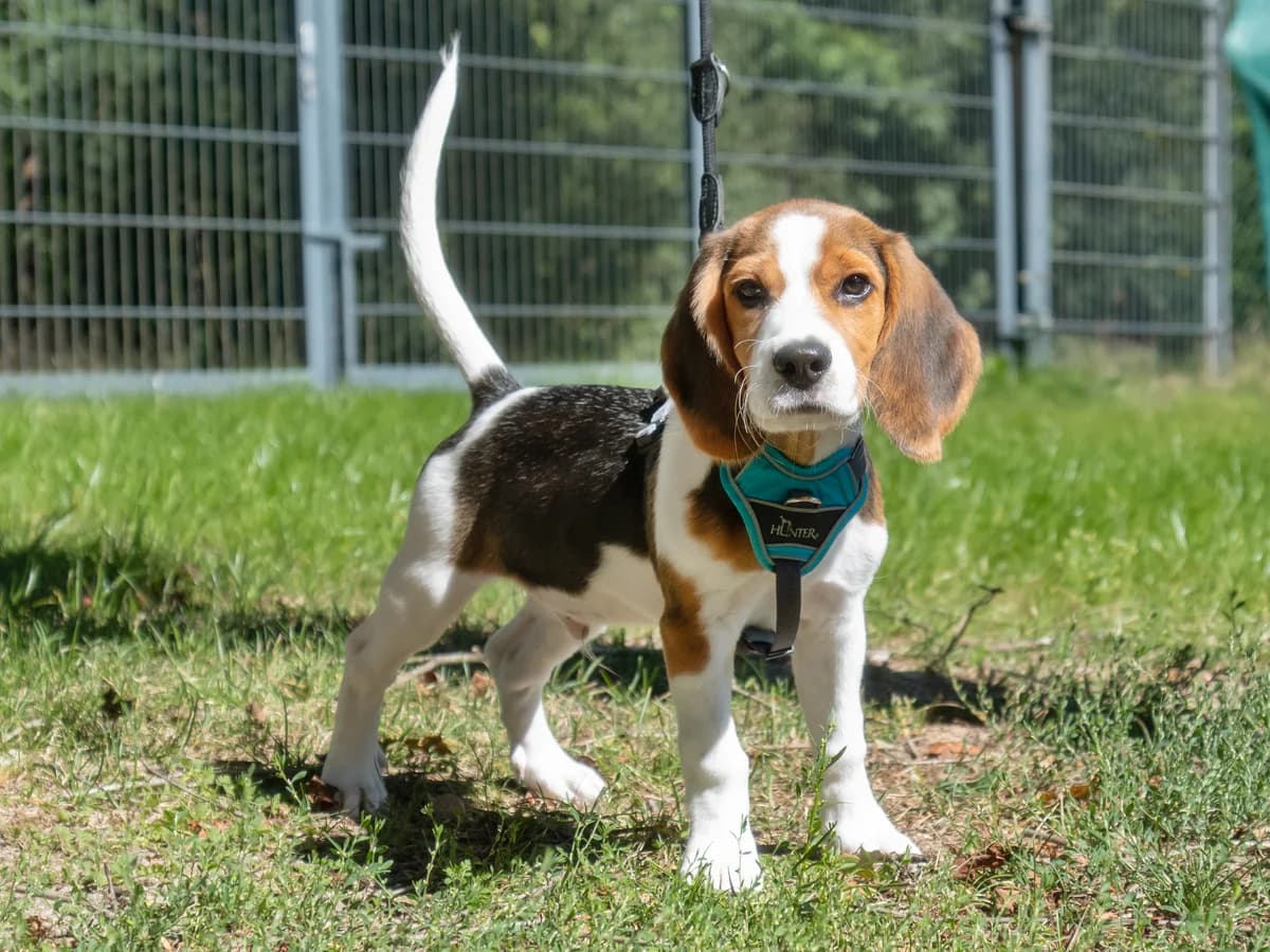 Dumbo, male puppy Beagle for adoption at Tierheim Nürnberg, Nuremberg