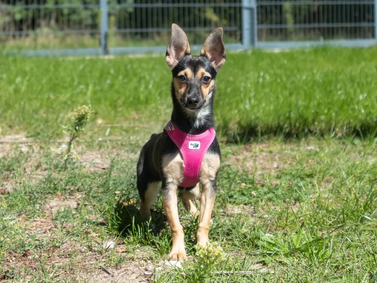 Inka, female puppy mixed breed for adoption at Tierheim Nürnberg, Nuremberg