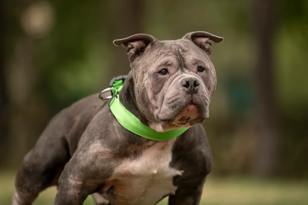 Tjark, male 7yo English Bulldog for adoption at Tierheim Nürnberg, Nuremberg