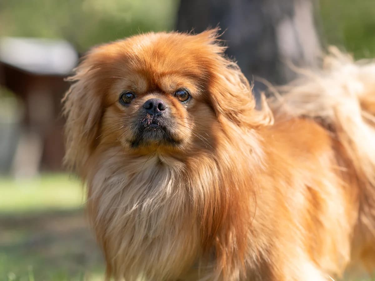 Bobby, male 4yo mixed breed for adoption at Tierheim Nürnberg, Nuremberg