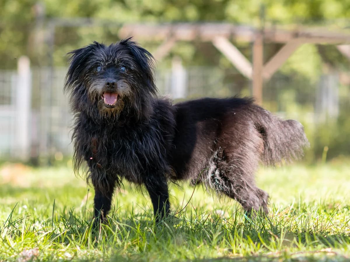 Balou, male senior Mixed Breed for adoption at Tierheim Nürnberg, Nuremberg