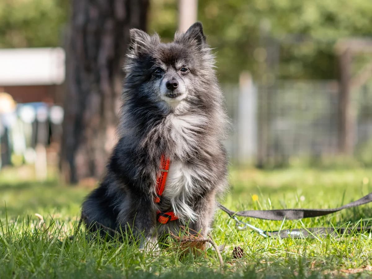 Lucky, male senior mixed breed for adoption at Tierheim Nürnberg, Nuremberg