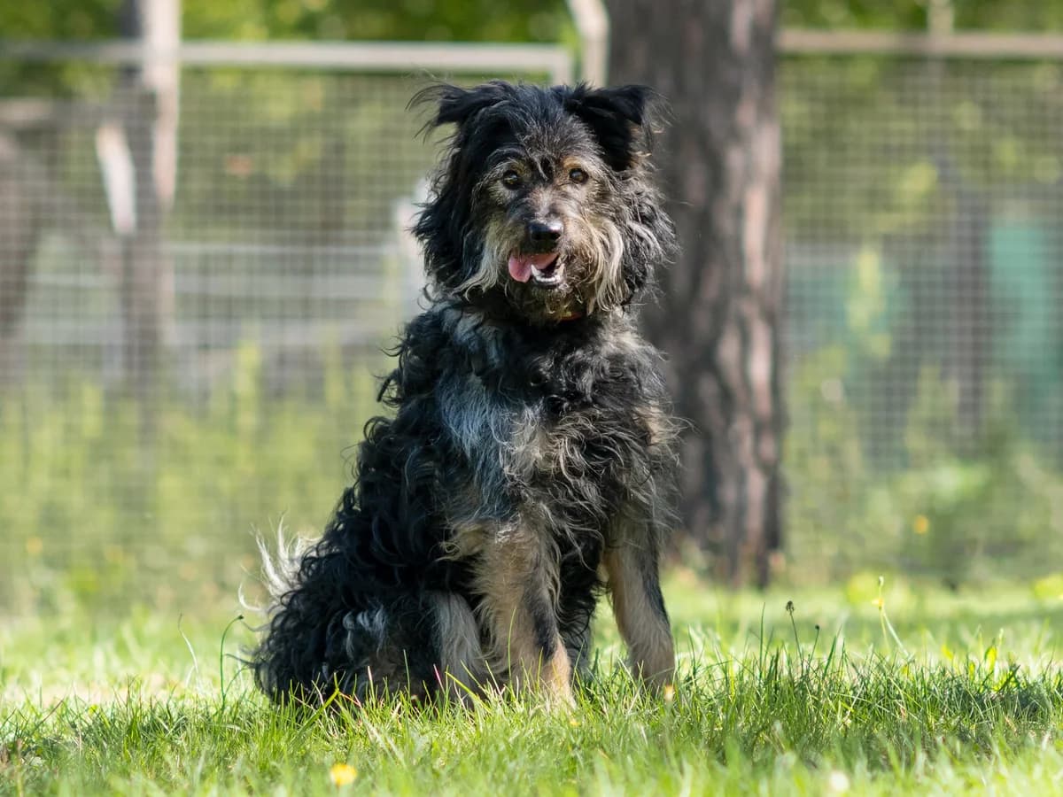Rudi, male young mixed breed for adoption at Tierheim Nürnberg, Nuremberg