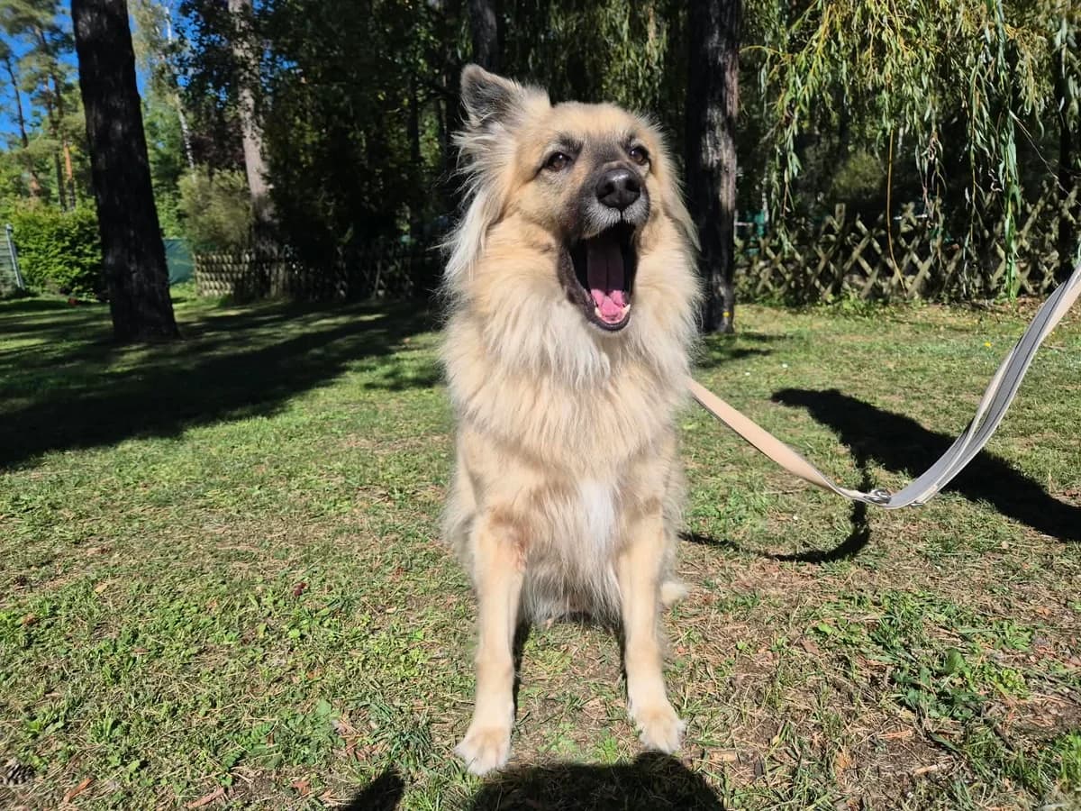 Fred, male 5yo Mixed Breed for adoption at Tierheim Nürnberg, Nuremberg