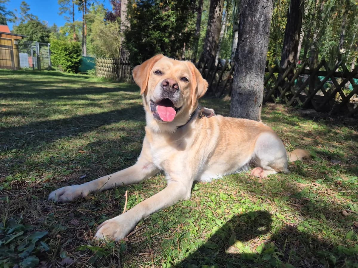 Meisje, female 7yo Labrador Retriever for adoption at Tierheim Nürnberg, Nuremberg