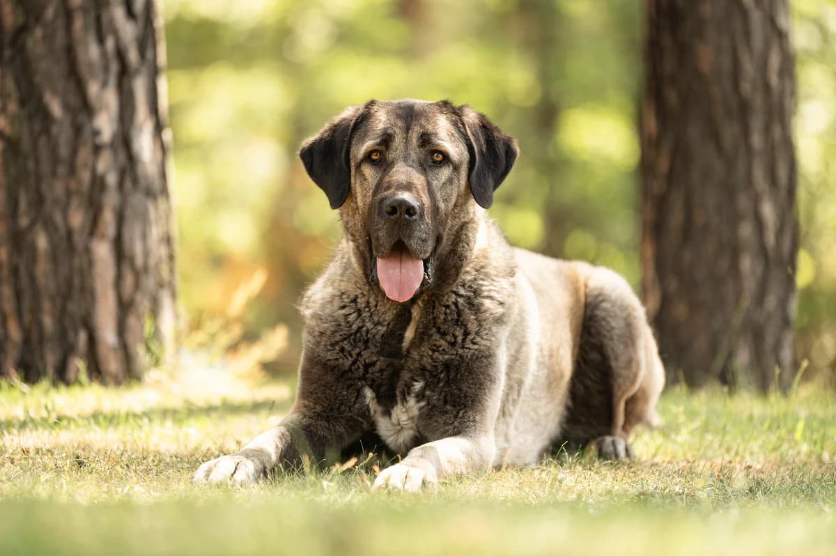 Bozo, male 6yo Kangal for adoption at Tierheim Nürnberg, Nuremberg