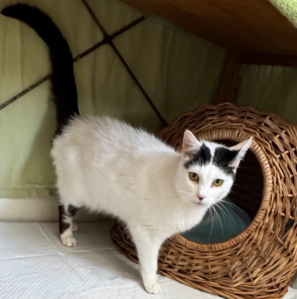 Ellie, 5yo Mixed Breed for adoption at Tierheim Oberzent Odenwald (A.R. Stiftung)