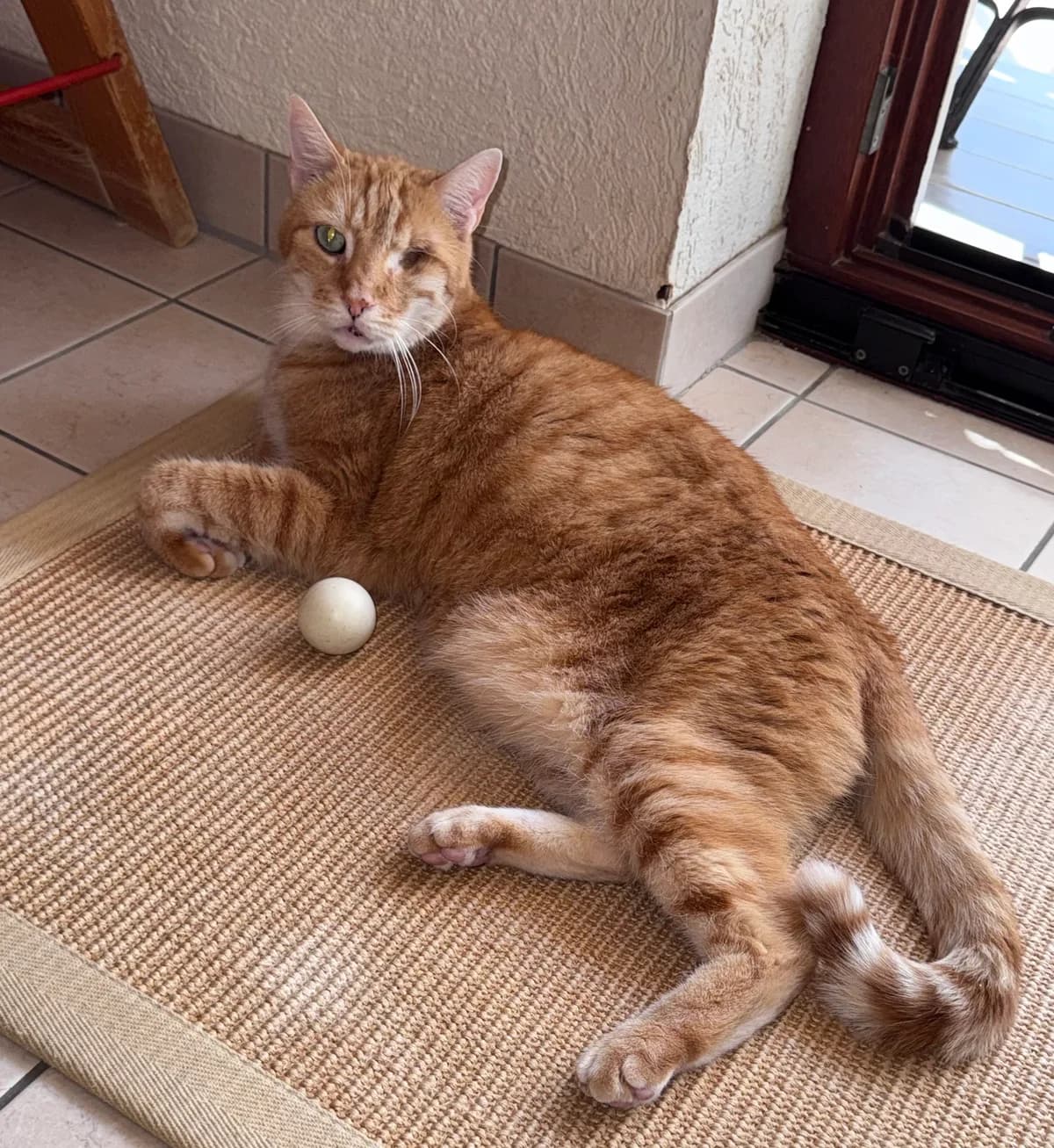 Flori, senior Mixed Breed for adoption at Tierheim Oberzent Odenwald (A.R. Stiftung)