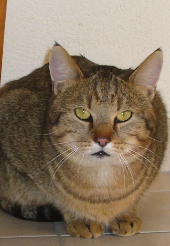 Franz, 7yo Mixed Breed for adoption at Tierheim Oberzent Odenwald (A.R. Stiftung)