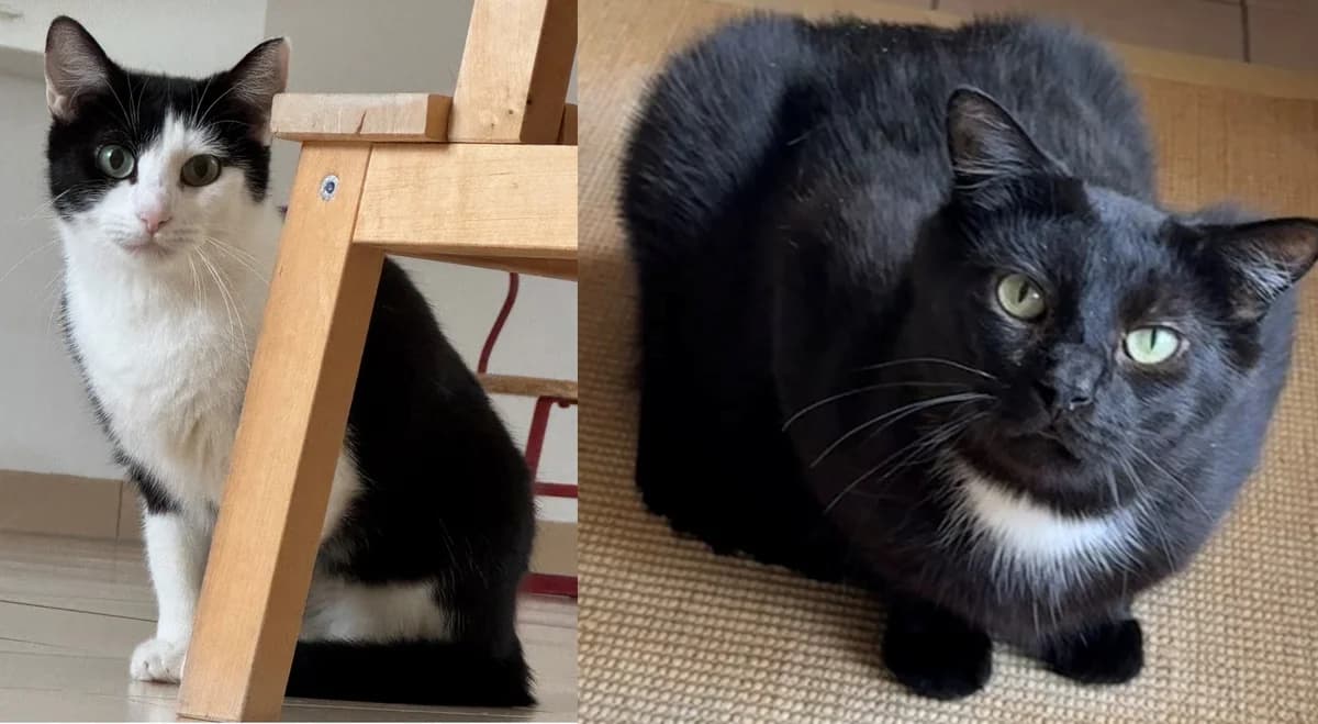 Lola und Pedro, 3yo Mixed Breed for adoption at Tierheim Oberzent Odenwald (A.R. Stiftung)
