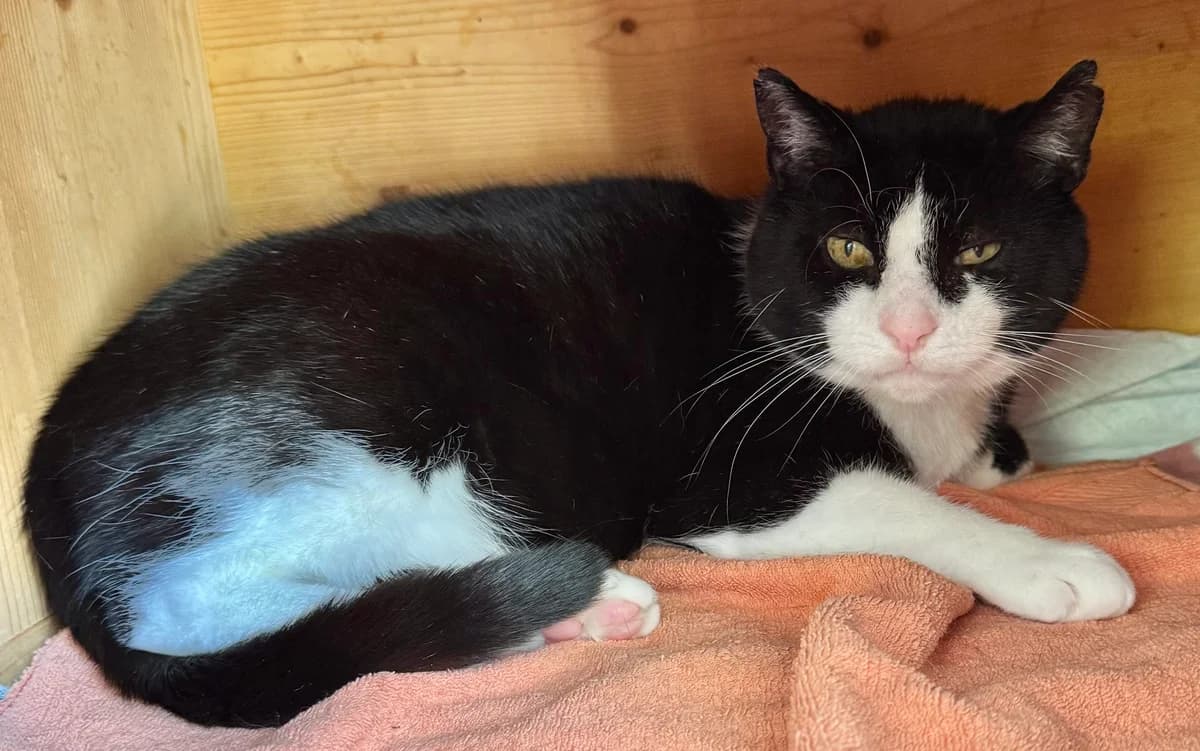 Romeo, senior Mixed Breed for adoption at Tierheim Oberzent Odenwald (A.R. Stiftung)