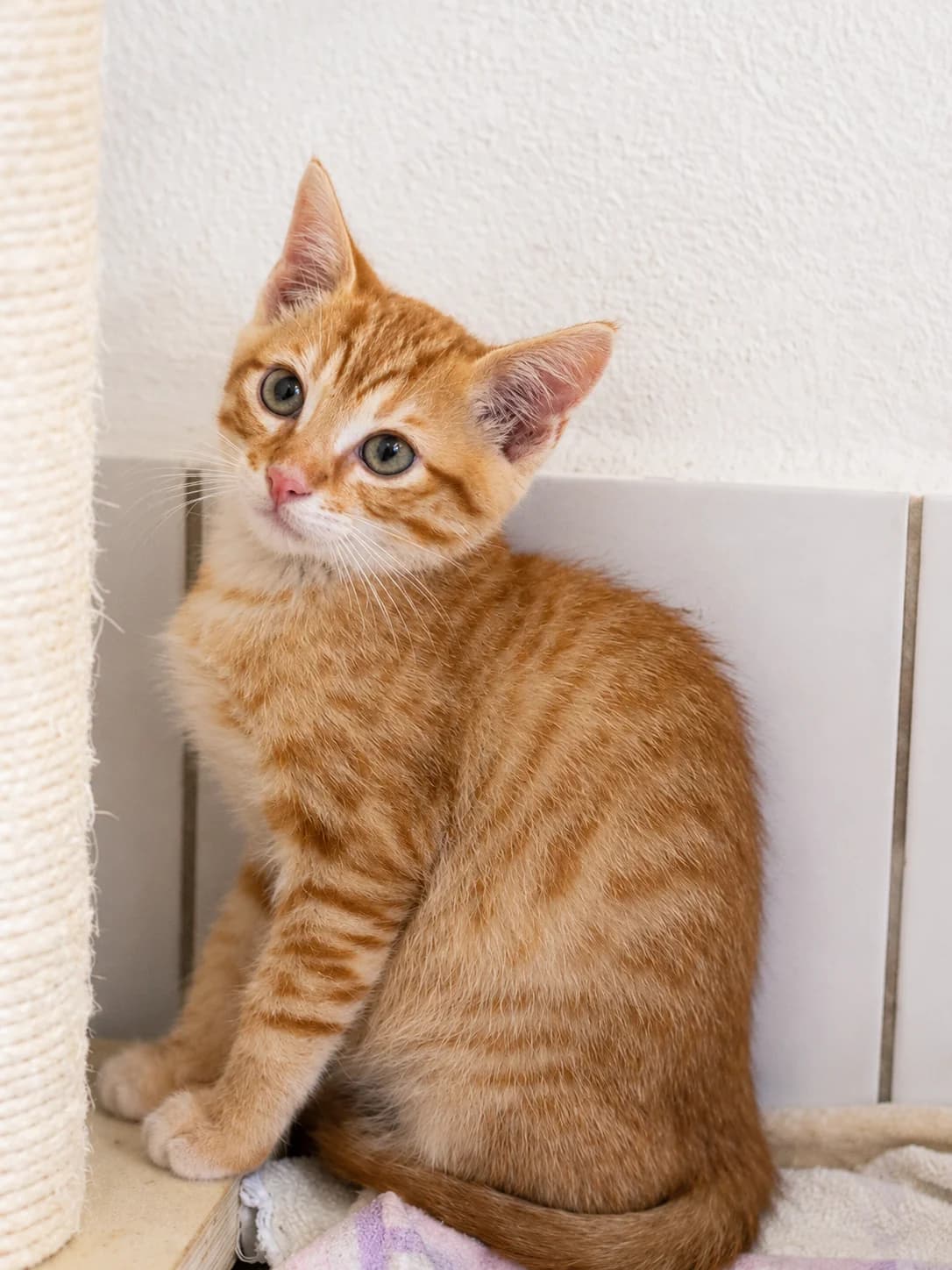Malwin, Lin, Lian, Mei, Yue, Jasmin, rot puppy European Shorthair for adoption at Tierheim Oelzschau, Oelzschau