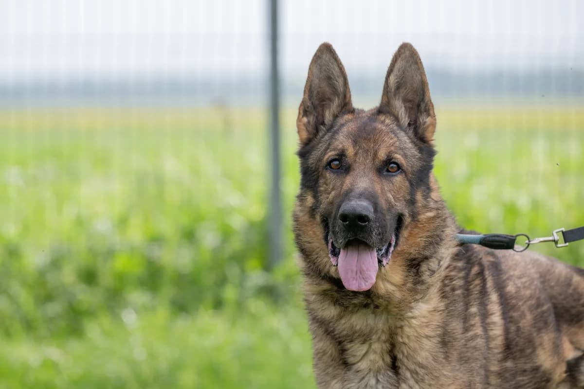 Akiro, kurz, braun-schwarz male senior German Shepherd for adoption at Tierheim Oelzschau, Oelzschau