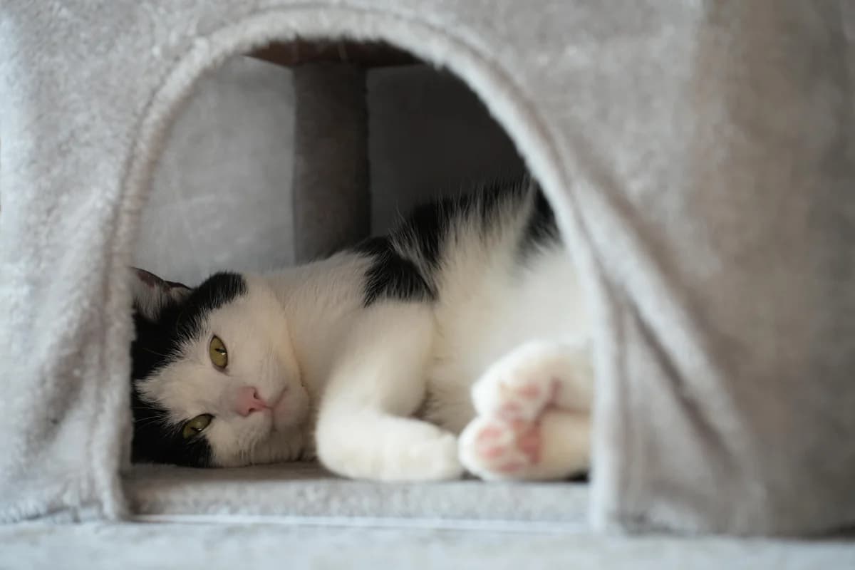Amando, schwarz-weiß male 5yo European Shorthair for adoption at Tierheim Oelzschau, Oelzschau