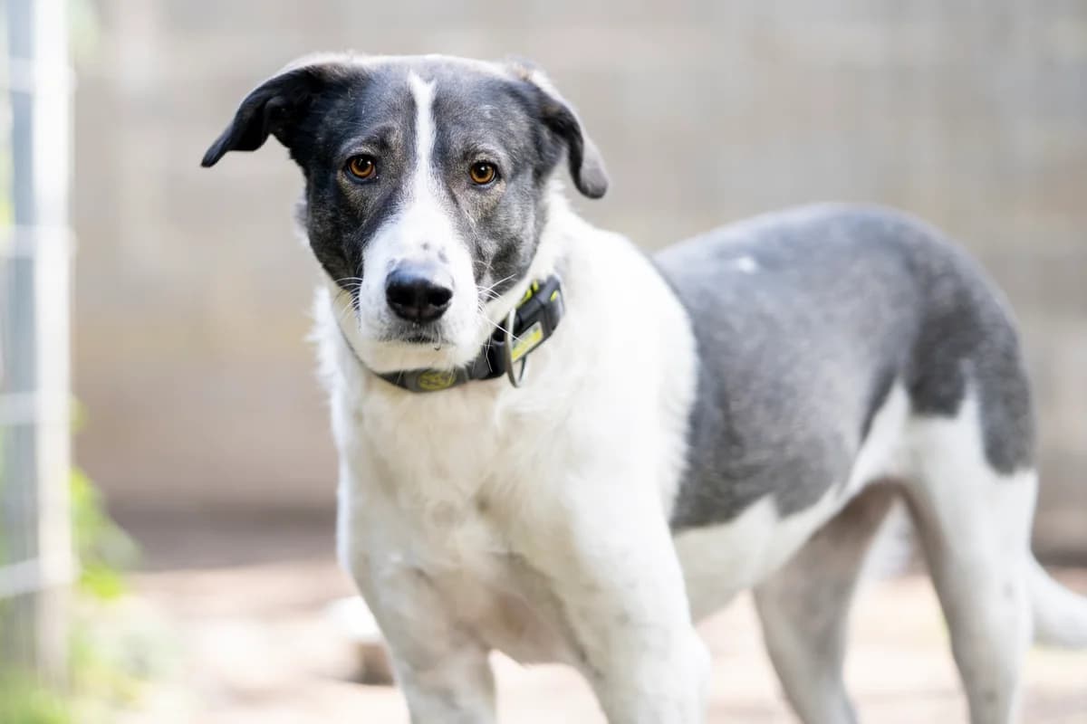 Amelia, kurz, weiß mit grauen Flecken female 5yo Mixed Breed for adoption at Tierheim Oelzschau, Oelzschau