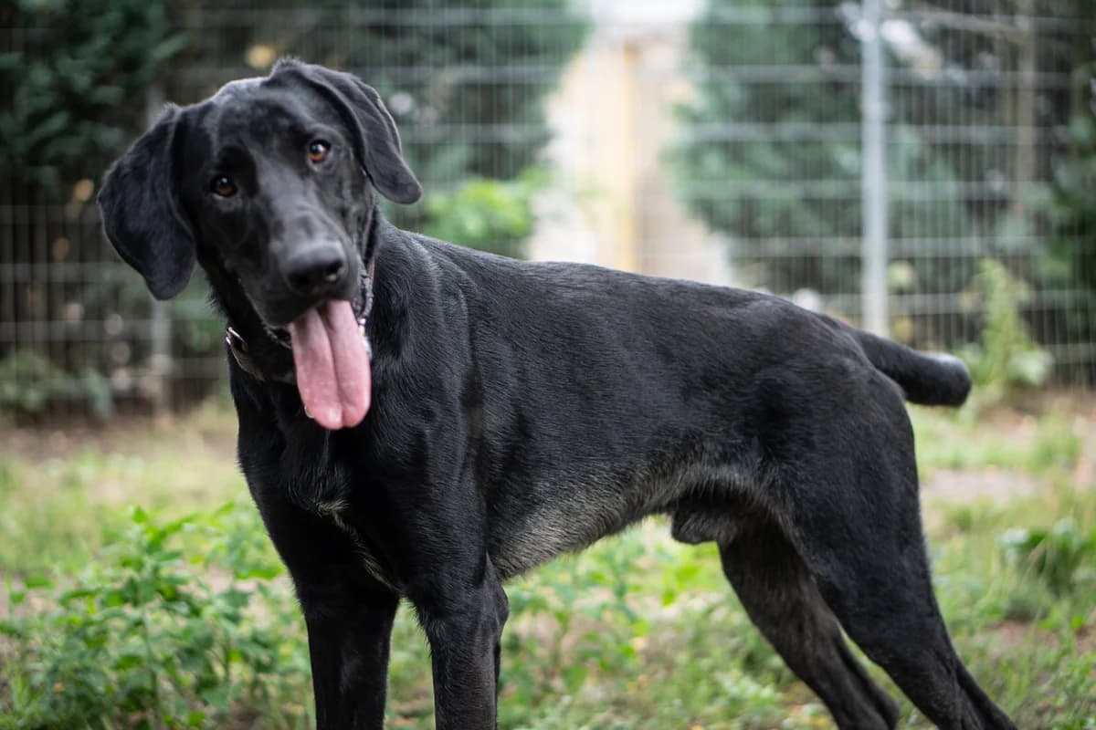 Bad Spencer, kurz, schwarz male young Doberman for adoption at Tierheim Oelzschau, Oelzschau