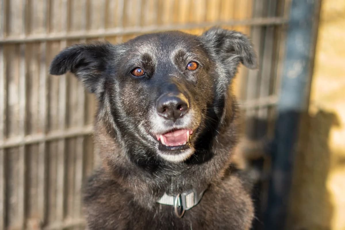 Bela, kurz, schwarz mit kleinen weißen Abzeichen male 7yo Mixed Breed for adoption at Tierheim Oelzschau, Oelzschau