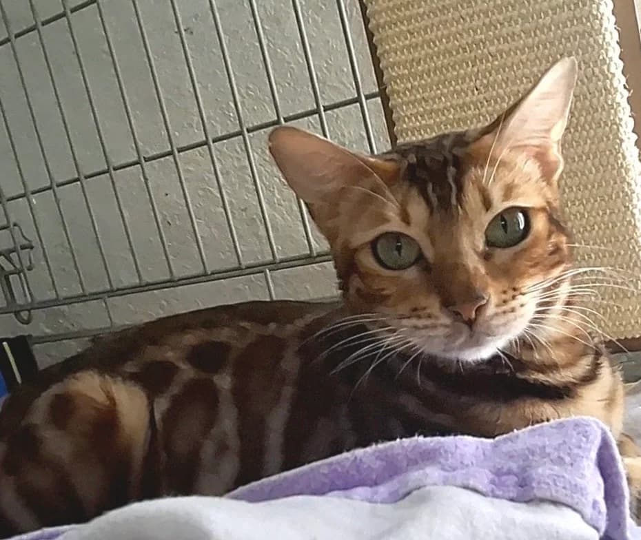Benga, braun mit rassetypischer Musterung female young Bengal for adoption at Tierheim Oelzschau, Oelzschau