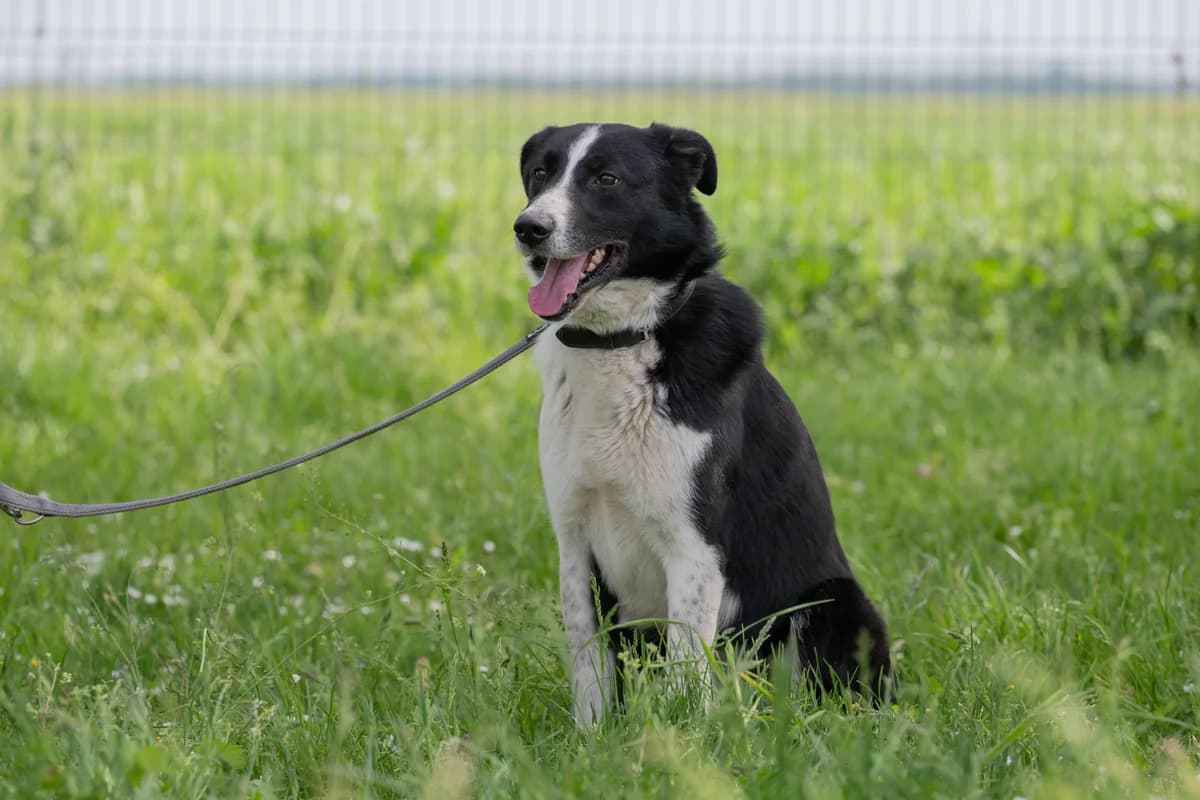 Bert, kurz, schwarz-weiß male 5yo Mixed Breed for adoption at Tierheim Oelzschau, Oelzschau
