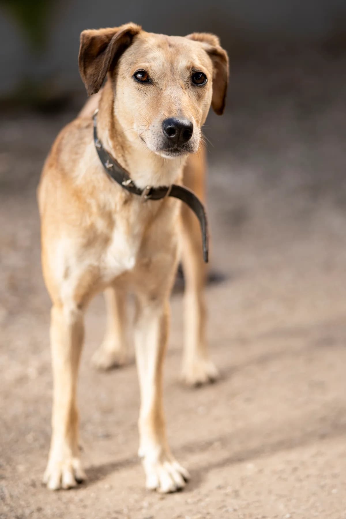 Betty, kurz, hellbraun-beige female senior Mixed Breed for adoption at Tierheim Oelzschau, Oelzschau