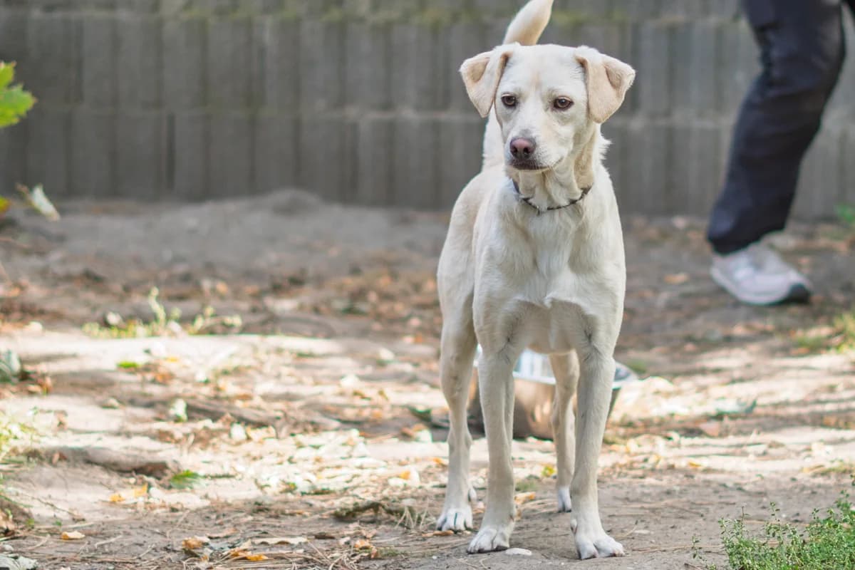 Boris, kurz, beige male young Mixed Breed for adoption at Tierheim Oelzschau, Oelzschau