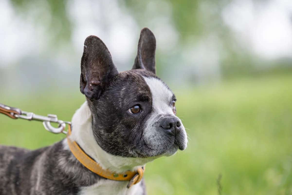 Bruno, kurz, braun-schwarz-gestromt mit weißen Abzeichen male senior English Bulldog for adoption at Tierheim Oelzschau, Oelzschau