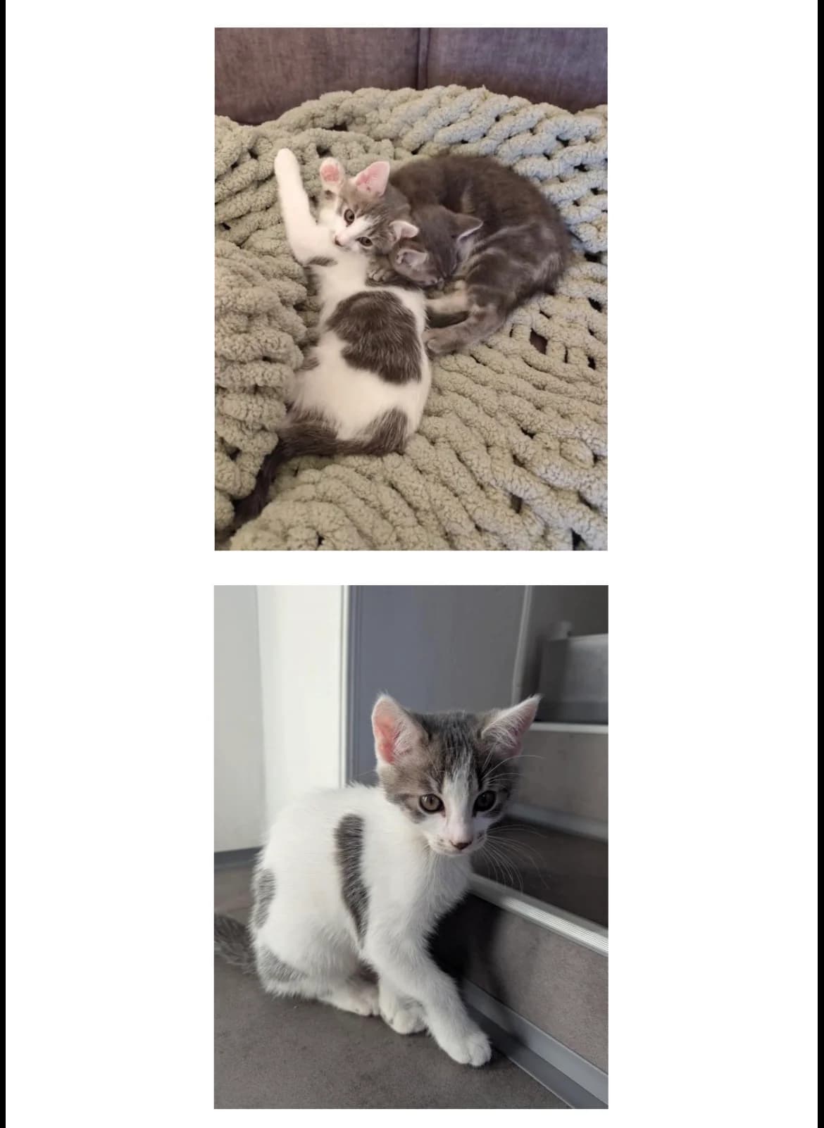 Mila und Tini, grau, grau-weiΓ female puppy European Shorthair for adoption at Tierheim Oelzschau, Oelzschau