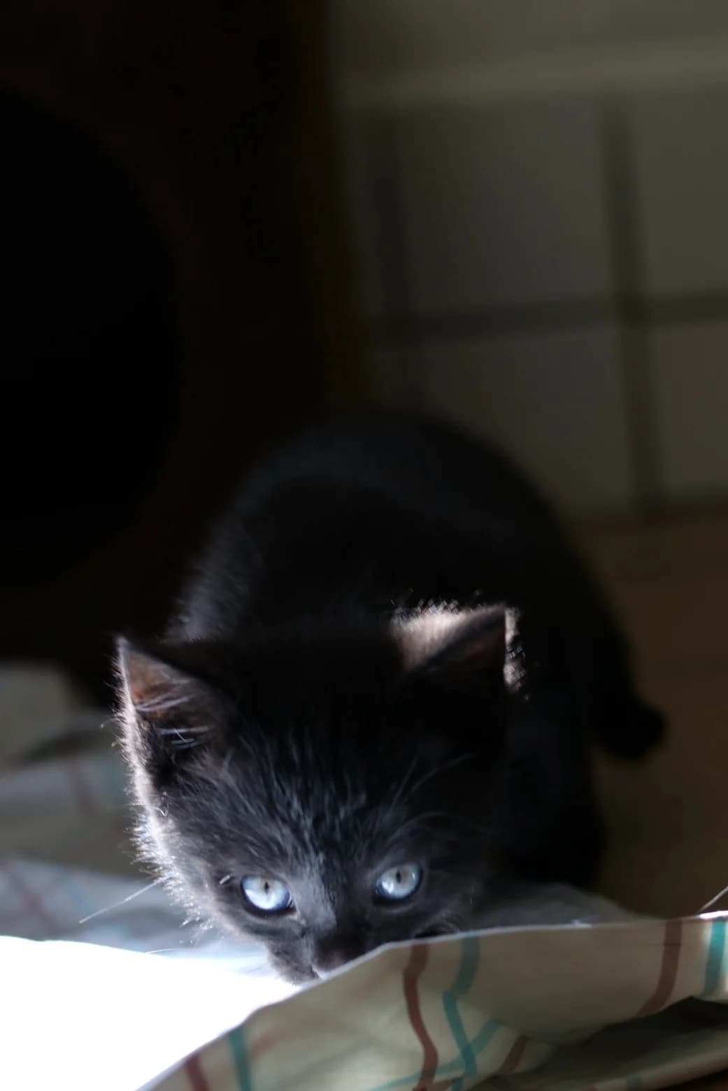 Eclaire, Toast, Semmel und Brösel, schwarz male puppy European Shorthair for adoption at Tierheim Oelzschau, Oelzschau