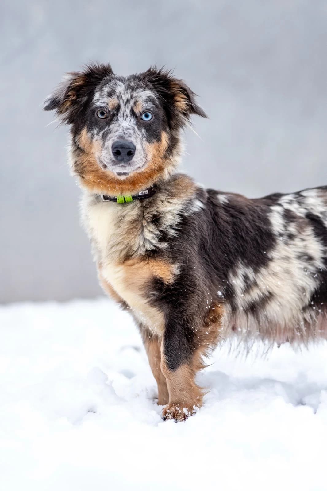 Elara, kurz, red merle female young Mixed Breed for adoption at Tierheim Oelzschau, Oelzschau