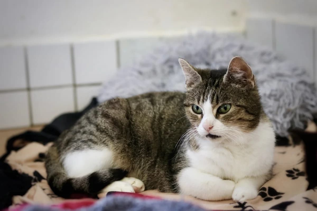 Hörnchen, grau getigert mit weiß female puppy European Shorthair for adoption at Tierheim Oelzschau, Oelzschau