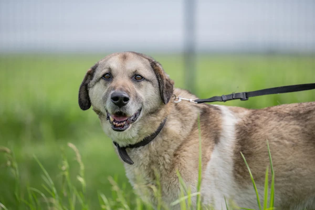 Ismael, kurz, beige-weiß male senior Mixed Breed for adoption at Tierheim Oelzschau, Oelzschau
