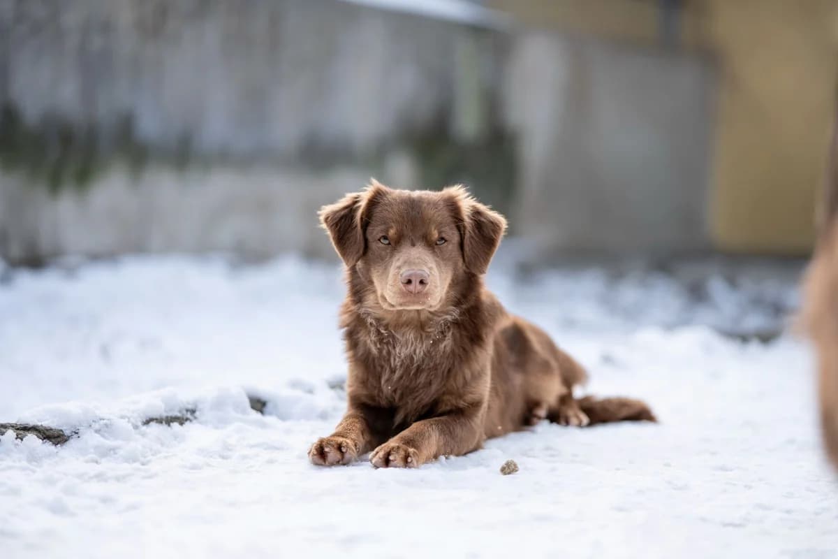 Jatra, kurz, leberfarben male young Mixed Breed for adoption at Tierheim Oelzschau, Oelzschau