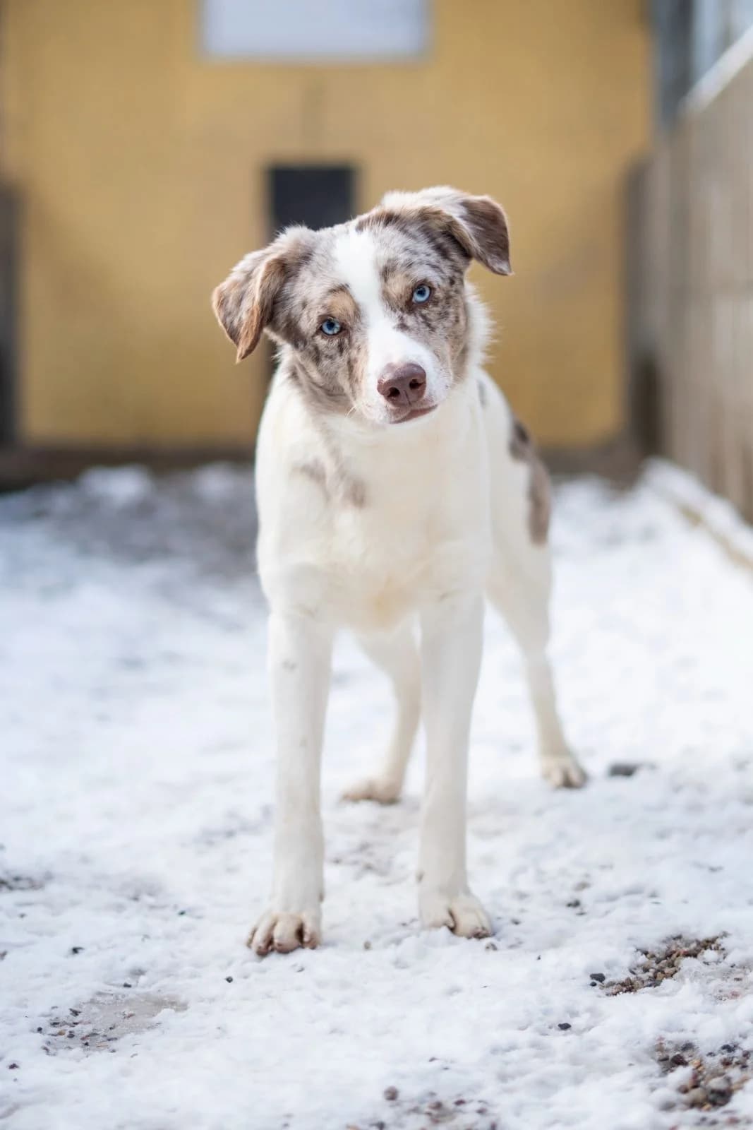 Justin, kurz, weiß-merle male young Mixed Breed for adoption at Tierheim Oelzschau, Oelzschau