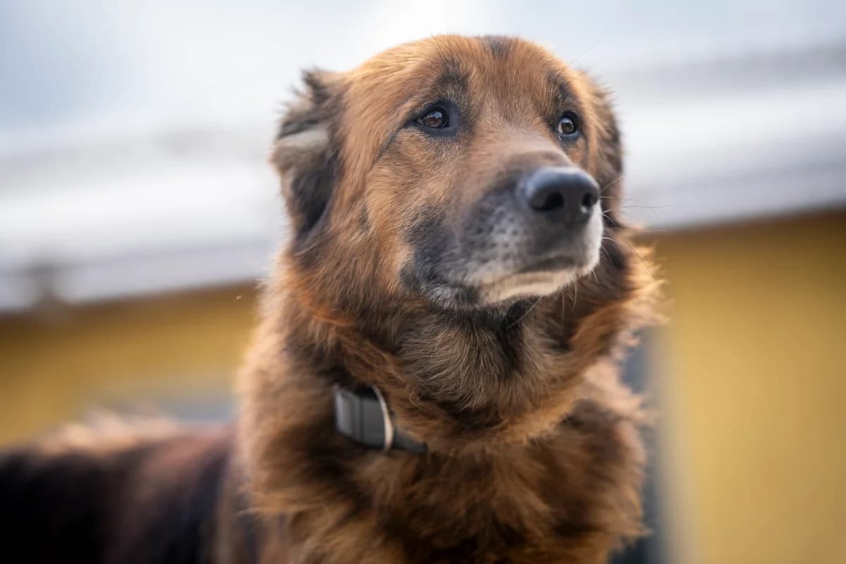 Kovu, mittellang, braun male senior Mixed Breed for adoption at Tierheim Oelzschau, Oelzschau