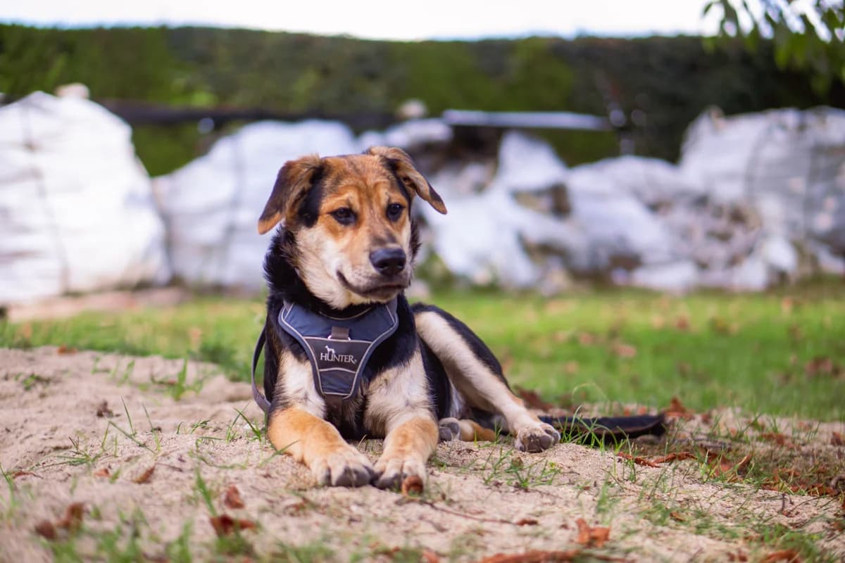 Kurti, kurz, schwarz-hellbraun male young German Shepherd for adoption at Tierheim Oelzschau, Oelzschau