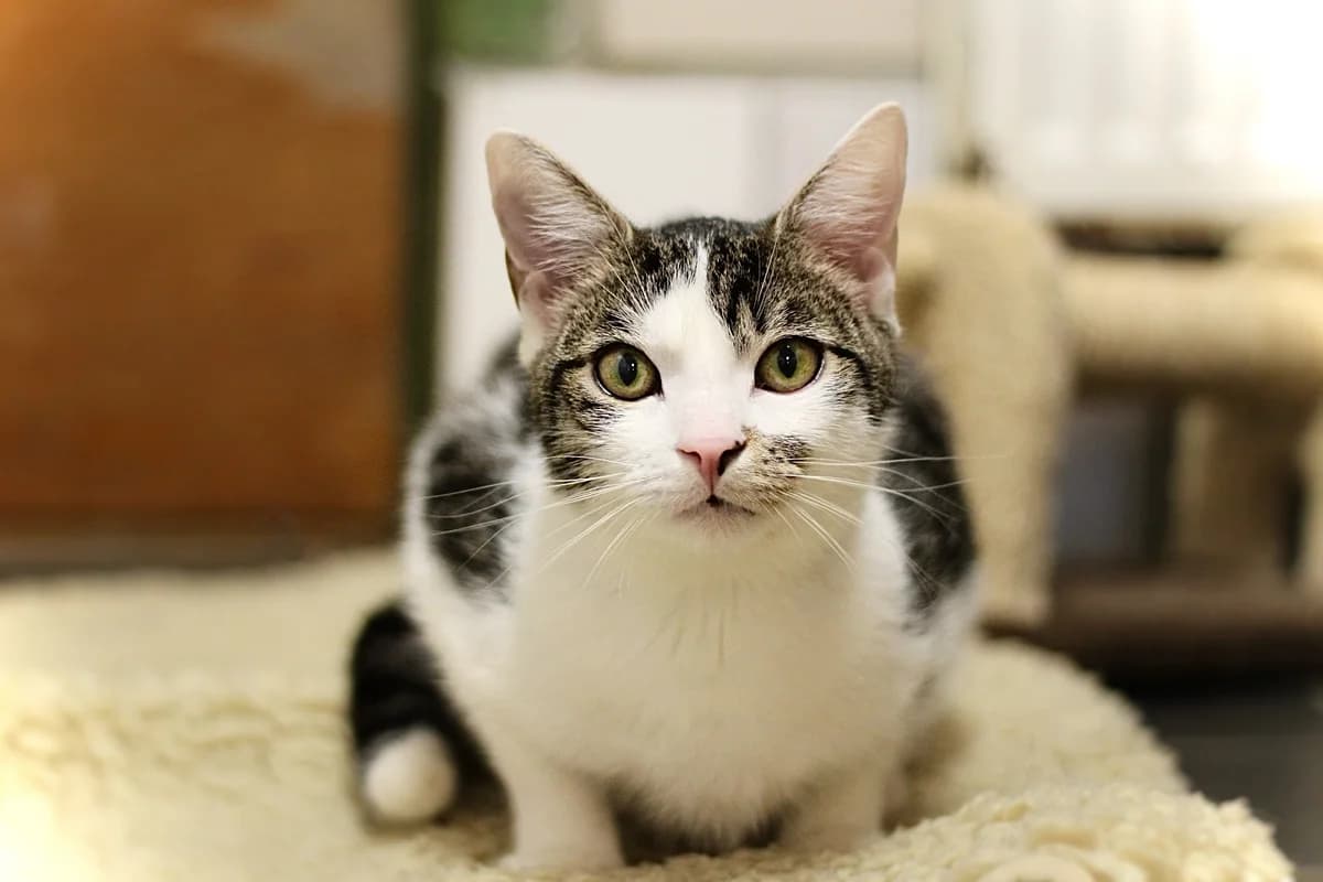 Fips, weiß-braun getigert male young European Shorthair for adoption at Tierheim Oelzschau, Oelzschau