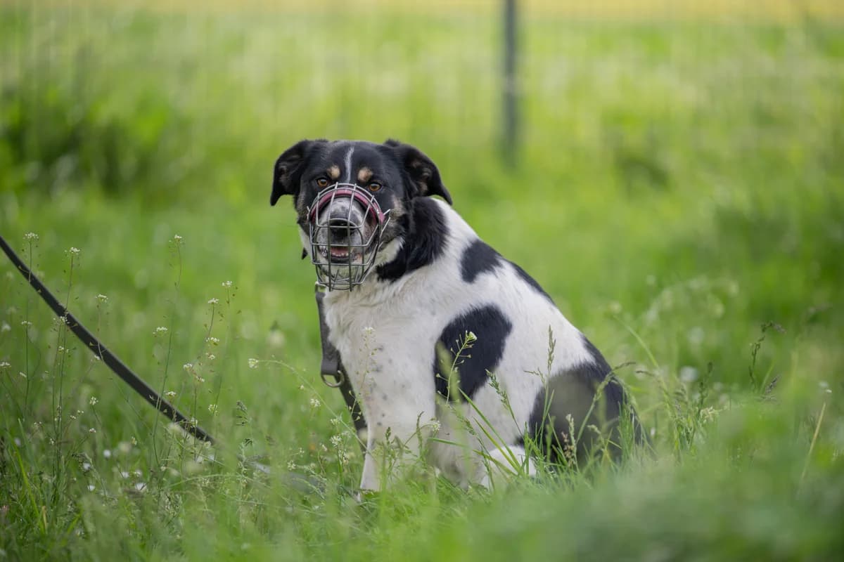 Lissy, kurz, weiß-schwarz mit beigen Abzeichen female 4yo Mixed Breed for adoption at Tierheim Oelzschau, Oelzschau