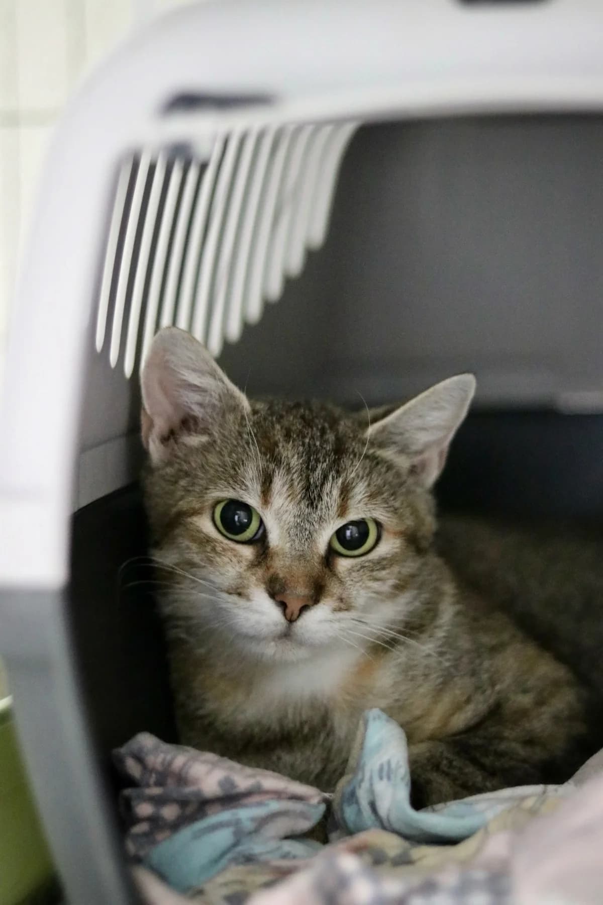 Mave, getigert mit rot female young European Shorthair for adoption at Tierheim Oelzschau, Oelzschau
