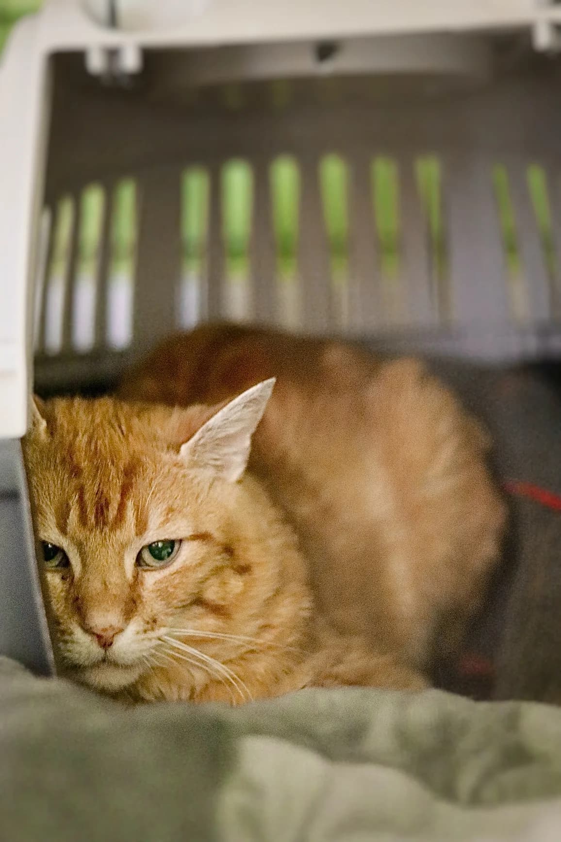 Moritz, Rot male senior European Shorthair for adoption at Tierheim Oelzschau, Oelzschau