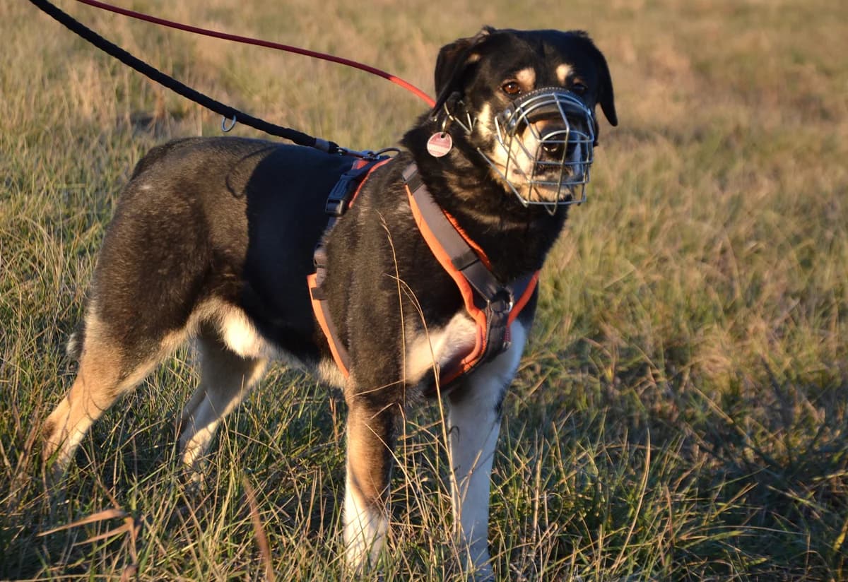 Olec, kurz, dunkelbraun/hellbraun/weiß male 6yo Mixed Breed for adoption at Tierheim Oelzschau, Oelzschau