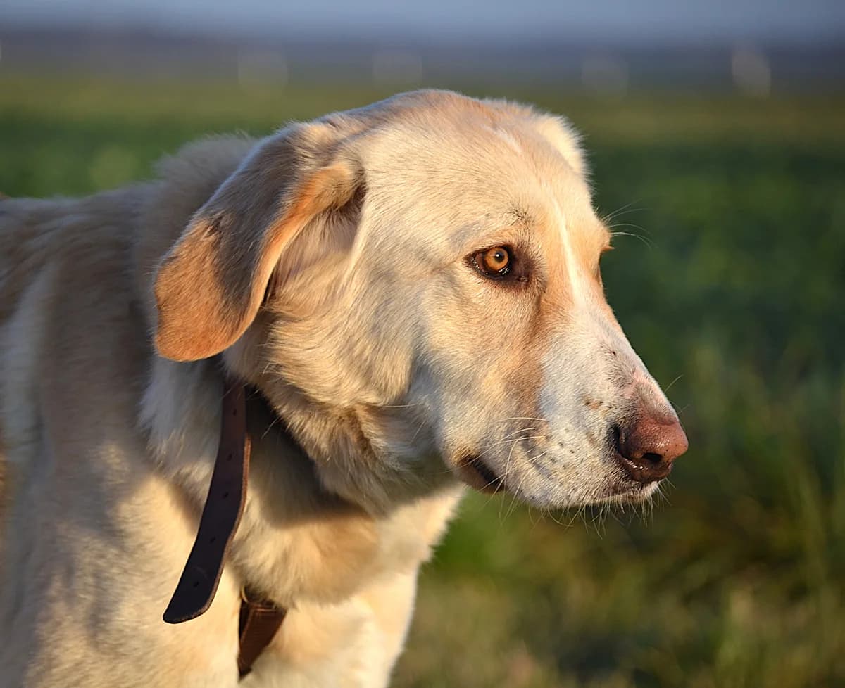 Ozana, kurz, blond female 4yo Mixed Breed for adoption at Tierheim Oelzschau, Oelzschau