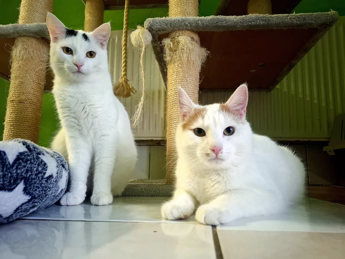 Rick und Morti, rot male young European Shorthair for adoption at Tierheim Oelzschau, Oelzschau