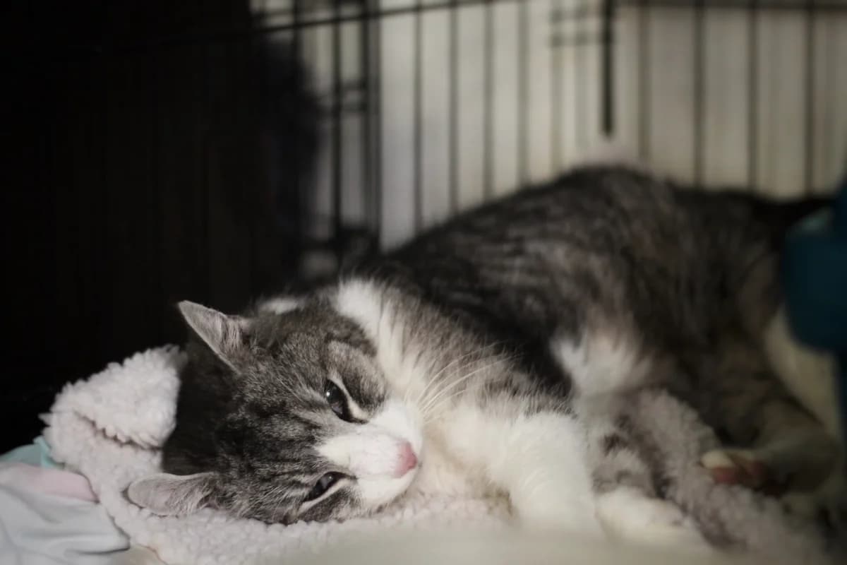 Schlumpi, graugetigert-weiß male senior European Shorthair for adoption at Tierheim Oelzschau, Oelzschau