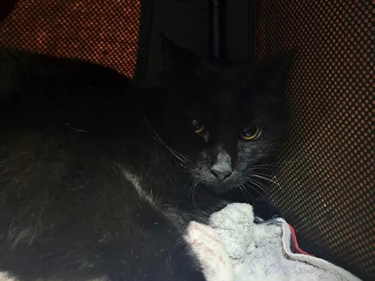 Wolf, schwarz mit weißen Pfoten male senior European Shorthair for adoption at Tierheim Oelzschau, Oelzschau