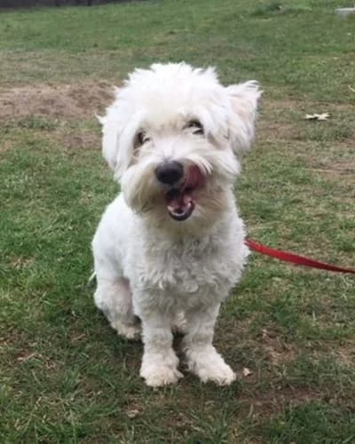 Brutus, senior Mixed Breed for adoption at Tierheim Offenburg, Offenburg