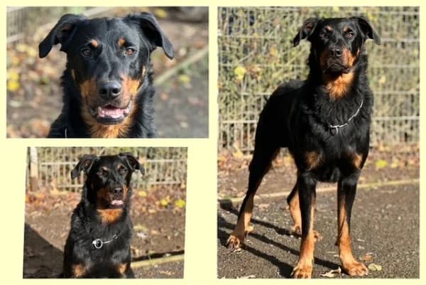 Igor, Mixed Breed for adoption at Tierheim Offenburg, Offenburg